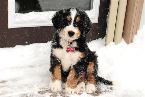 Bernedoodle Puppies For Christmas