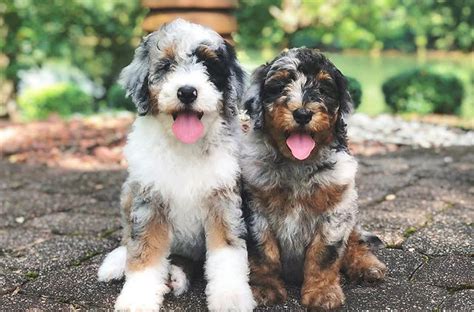 Bernedoodle Puppies For Sale Alabama