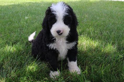 Bernedoodle Puppies For Sale Canton Ohio