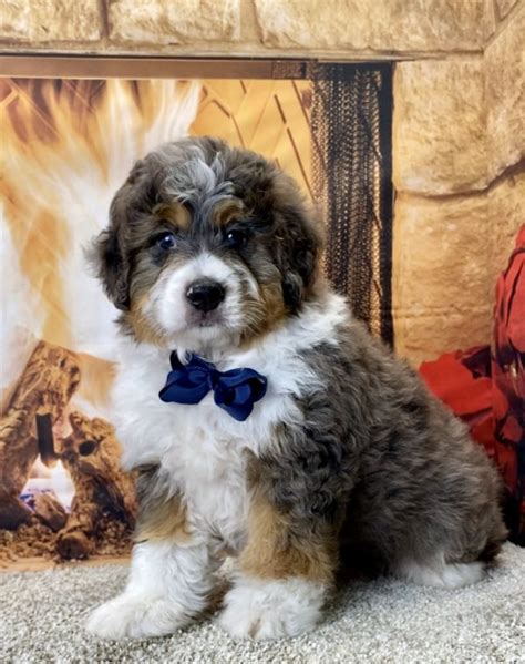 Bernedoodle Puppies For Sale Columbus Ohio