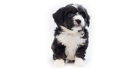 Bernedoodle Puppies For Sale Ct