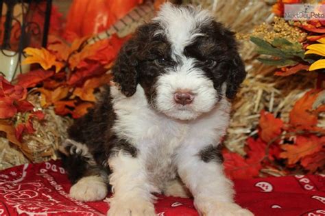 Bernedoodle Puppies For Sale Dallas