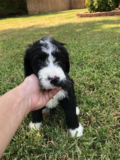 Bernedoodle Puppies For Sale Dallas Tx
