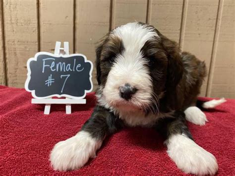Bernedoodle Puppies For Sale Ga