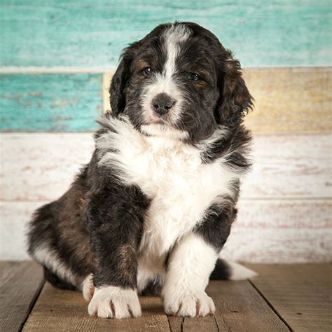 Bernedoodle Puppies For Sale Houston