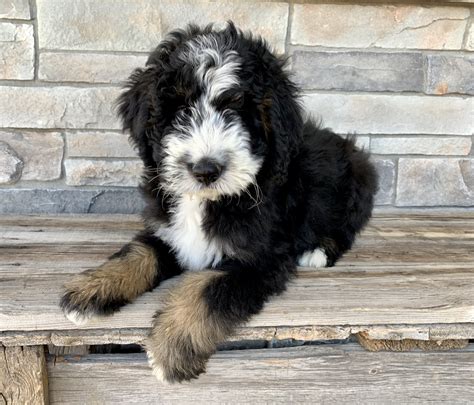 Bernedoodle Puppies For Sale Idaho