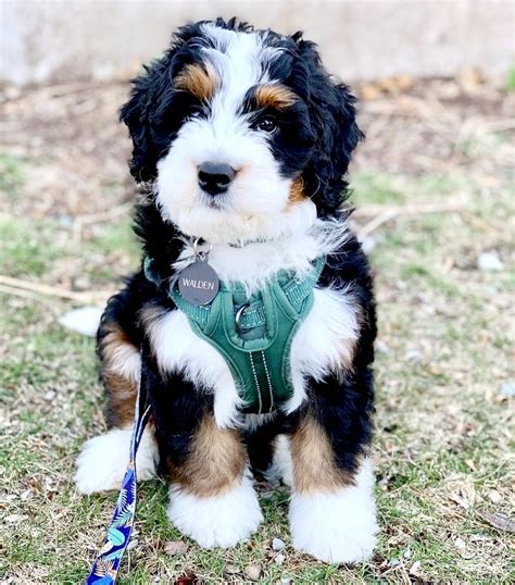 Bernedoodle Puppies For Sale In Central Mi