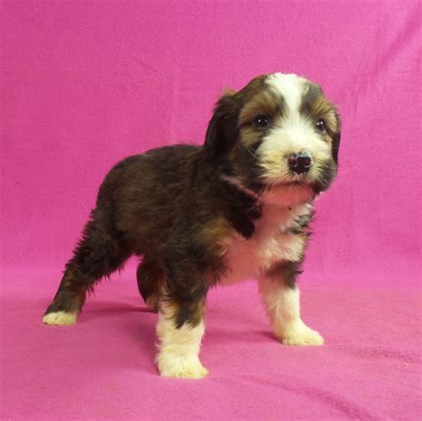 Bernedoodle Puppies For Sale In Iowa