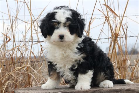 Bernedoodle Puppies For Sale In Kansas City