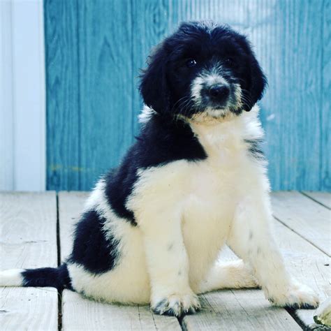 Bernedoodle Puppies For Sale In Kentucky