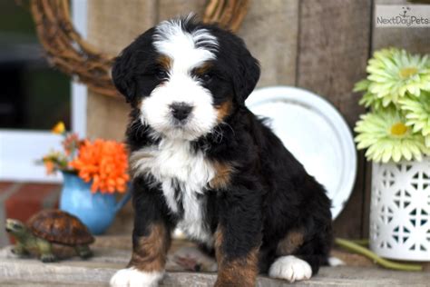 Bernedoodle Puppies For Sale In Lancaster Pa