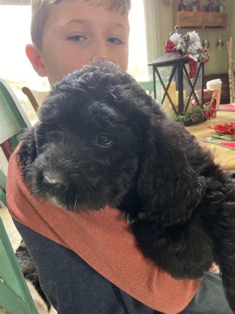 Bernedoodle Puppies For Sale In Ma
