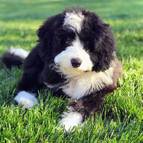 Bernedoodle Puppies For Sale In Maine