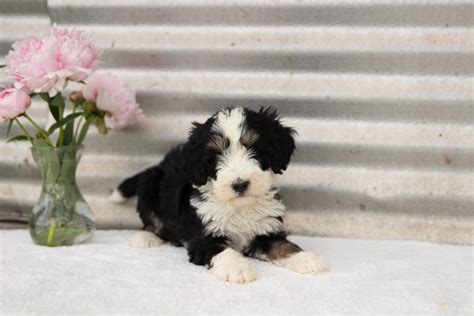 Bernedoodle Puppies For Sale In Maryland