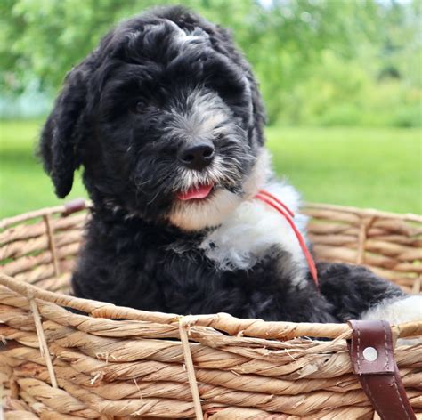 Bernedoodle Puppies For Sale In Michigan