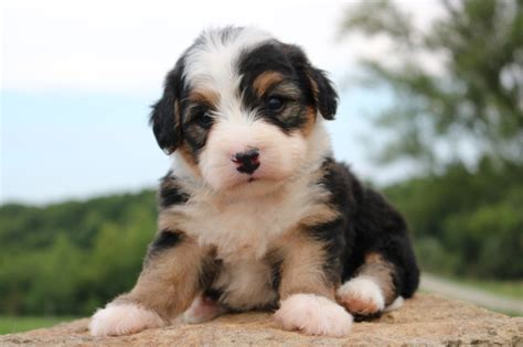 Bernedoodle Puppies For Sale In Nj