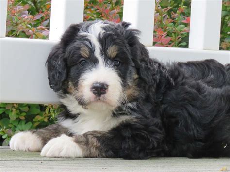 Bernedoodle Puppies For Sale In Pa