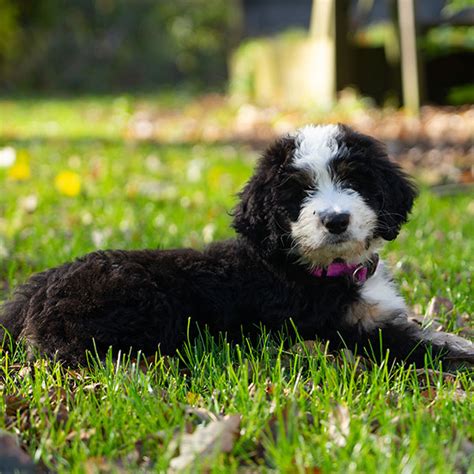 Bernedoodle Puppies For Sale In San Diego