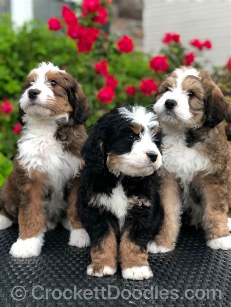 Bernedoodle Puppies For Sale In The Midwest