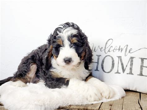 Bernedoodle Puppies For Sale In Wisconsin