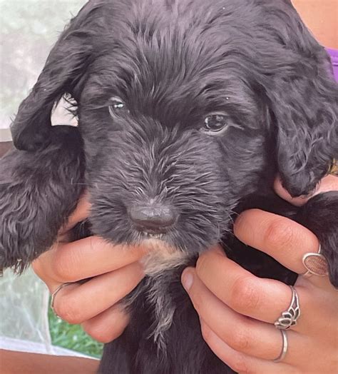 Bernedoodle Puppies For Sale Louisville Ky
