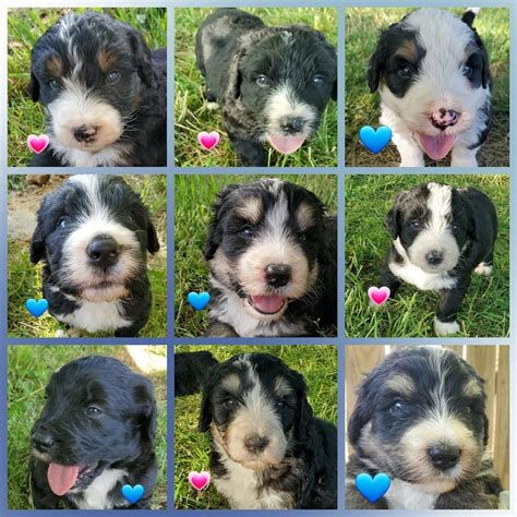 Bernedoodle Puppies For Sale Nashville Tn