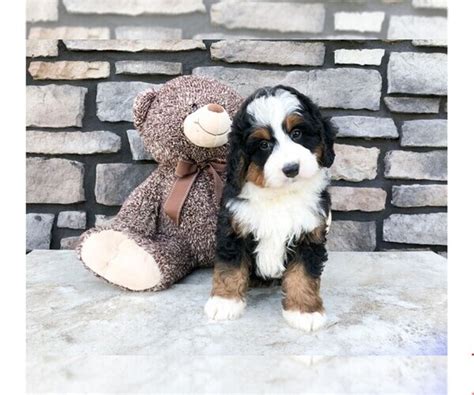Bernedoodle Puppies For Sale North Carolina
