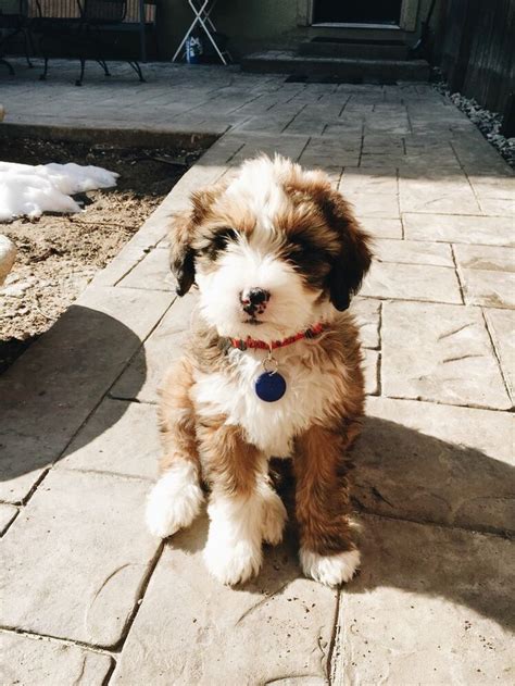 Bernedoodle Puppies For Sale Northern California