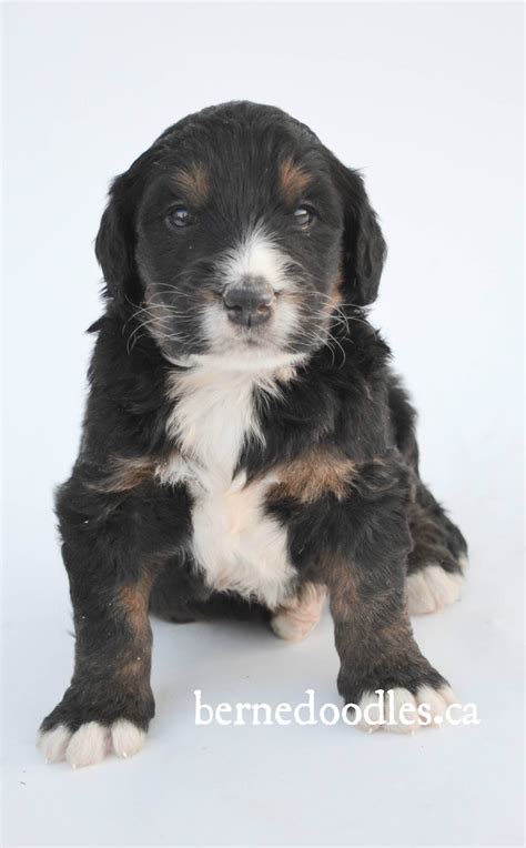Bernedoodle Puppies For Sale Nova Scotia