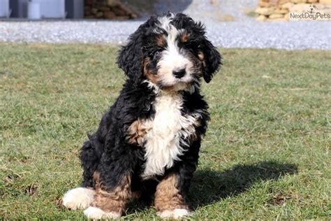 Bernedoodle Puppies For Sale Now