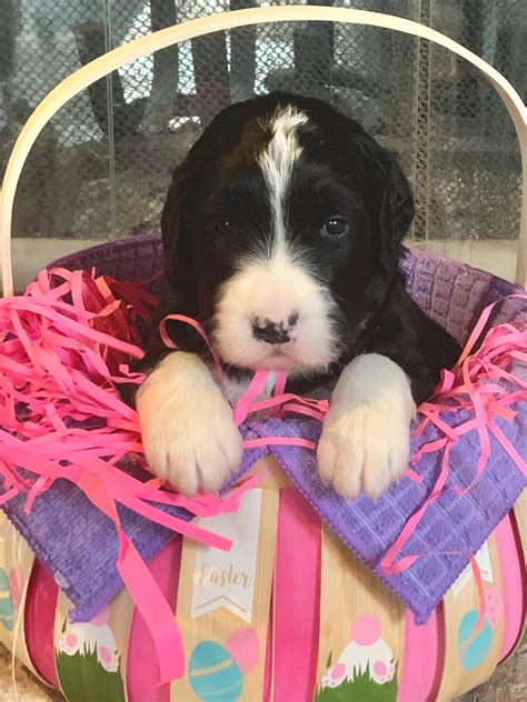 Bernedoodle Puppies For Sale Rochester Ny
