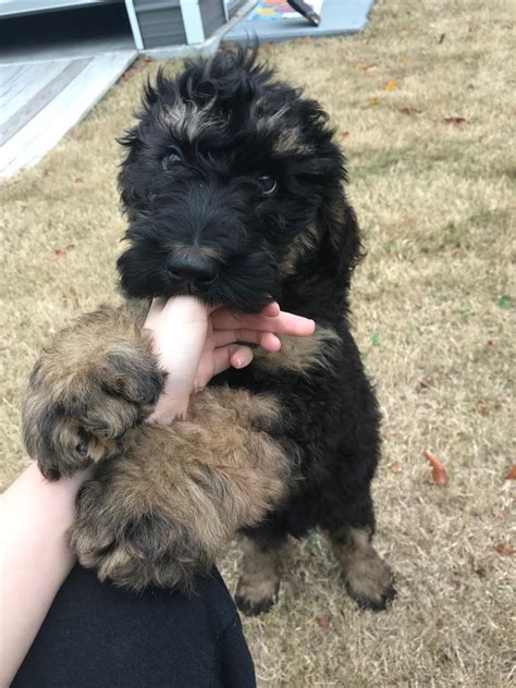 Bernedoodle Puppies For Sale Sc