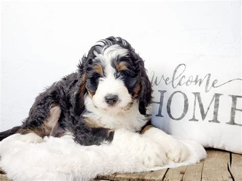 Bernedoodle Puppies For Sale Wisconsin Available