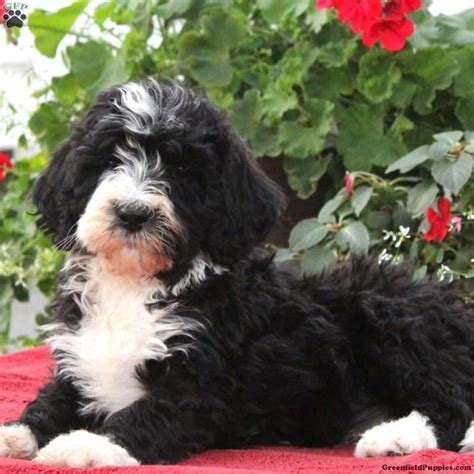 Bernedoodle Puppies Greenfield