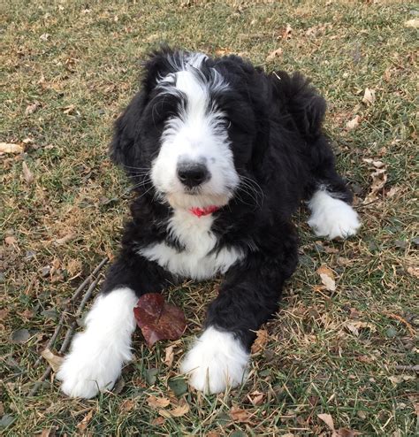 Bernedoodle Puppies Il