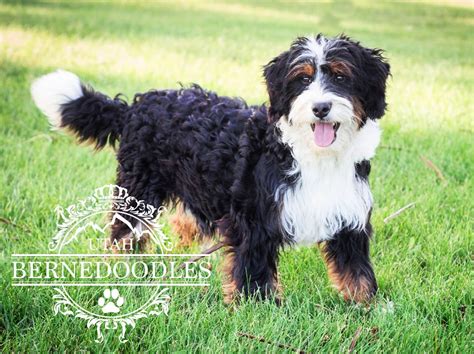 Bernedoodle Puppies Immediately Available