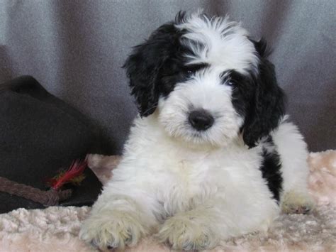 Bernedoodle Puppies Immediately Available California