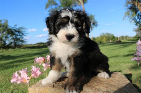 Bernedoodle Puppies Immediately Available Denver