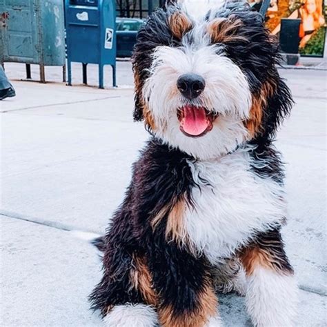 Bernedoodle Puppies Immediately Available In Florida