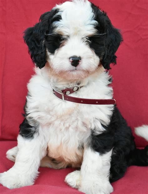 Bernedoodle Puppies Immediately Available In Pa