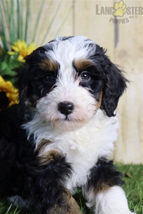 Bernedoodle Puppies In Canton Ohio