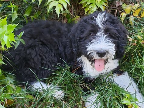 Bernedoodle Puppies In Family Raised Farms