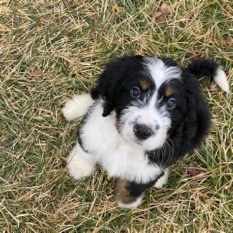 Bernedoodle Puppies In The South