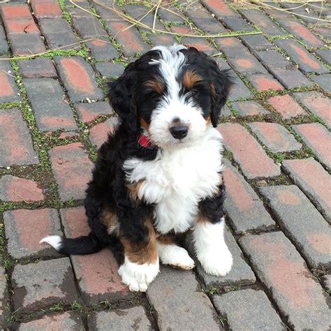Bernedoodle Puppies In Tulsa