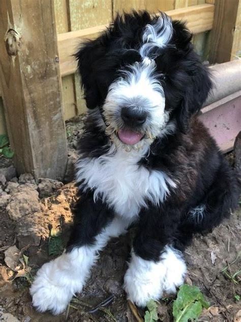 Bernedoodle Puppies Ky
