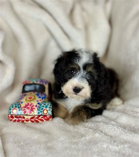 Bernedoodle Puppies Mississauga