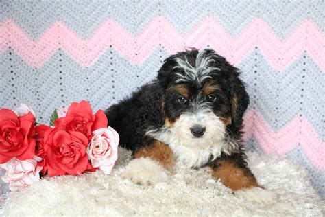 Bernedoodle Puppies Near Me For Sale