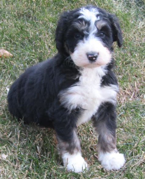 Bernedoodle Puppies New Mexico
