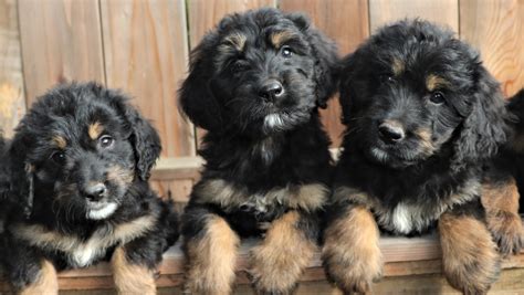 Bernedoodle Puppies Northern California