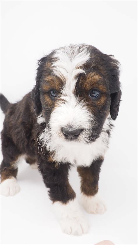 Bernedoodle Puppies Pacific Northwest